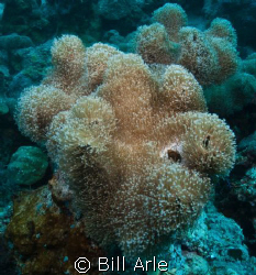 Coral Sea. Canon G-10, Ikelite housing, strobes and dome ... by Bill Arle 